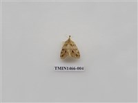 藏品(尺蠖蛾科)的圖片